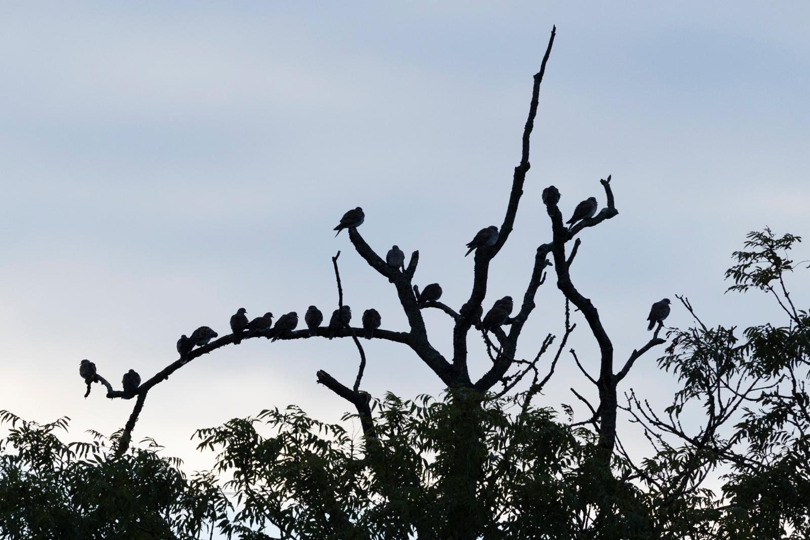 Turtle doves silhouetted on the bare branches of a dead tree at dusk at Cannwood