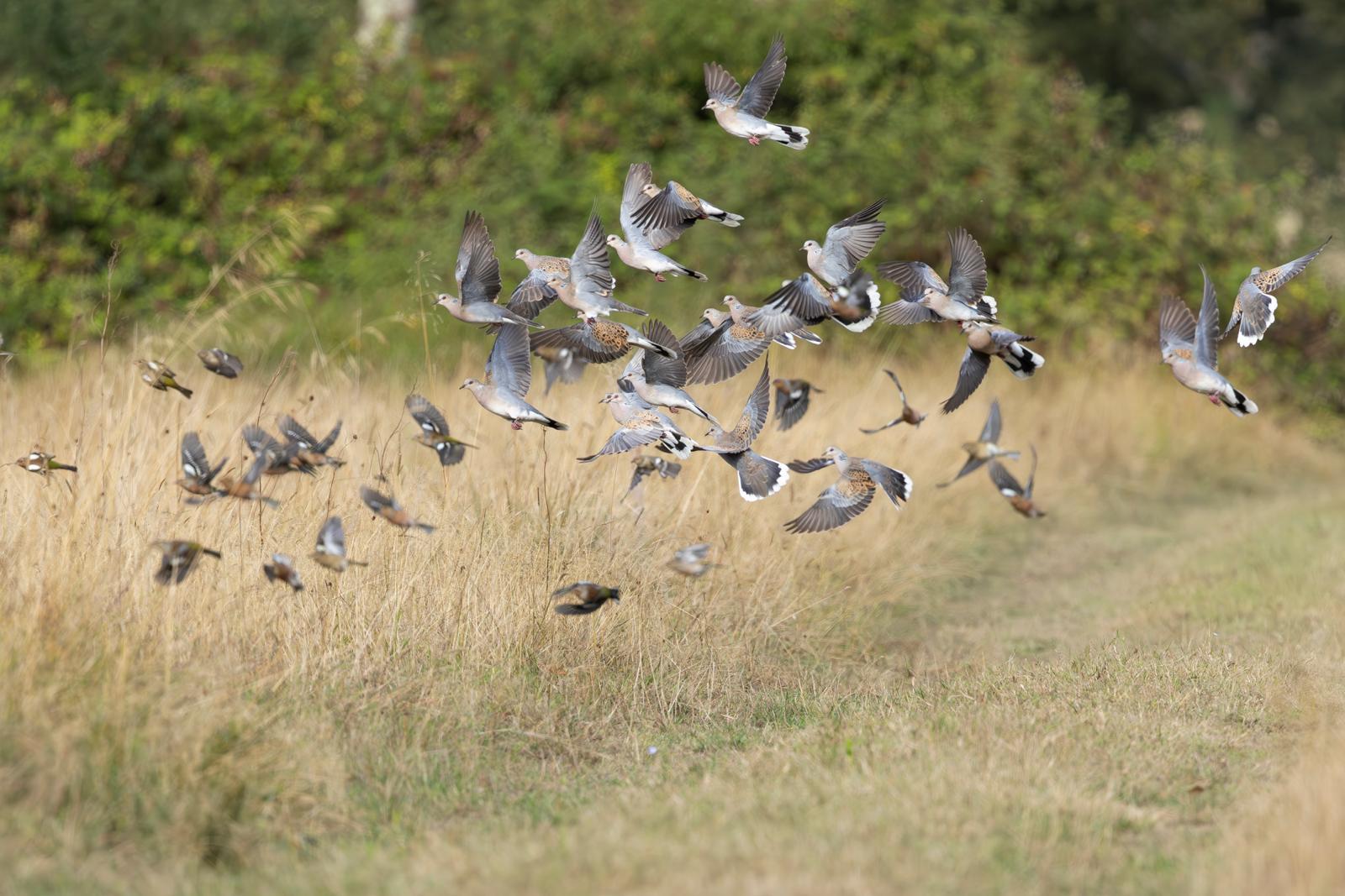 A flock of turtle doves and chaffinches taking flight from rough grassland at Cannwood