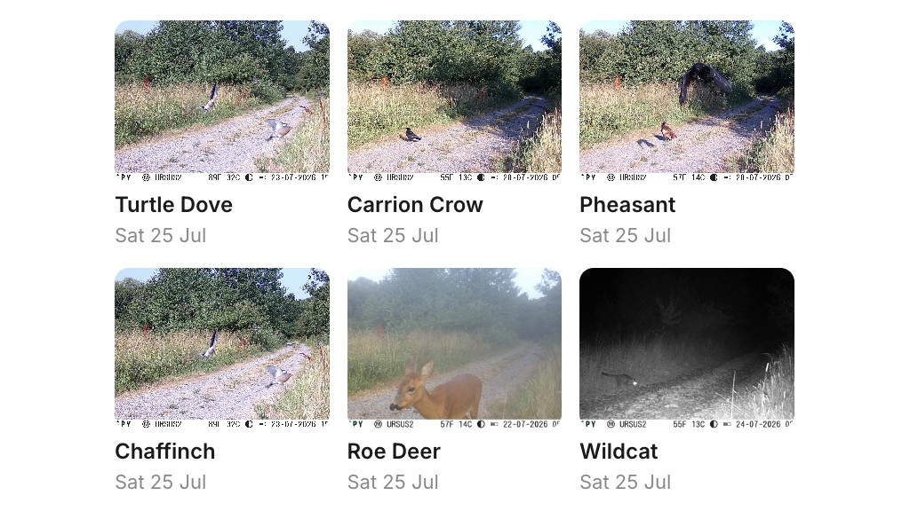 Canopy screenshot: latest camera-trap photo for each species at Cannwood, including turtle dove, roe deer and wildcat